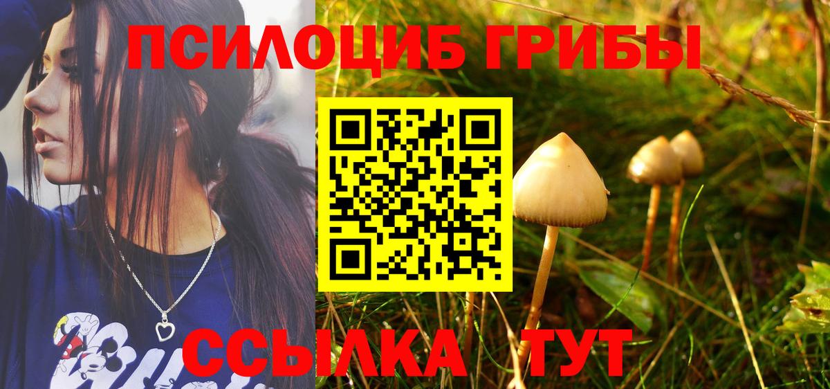 Псилоцибиновые грибы Psilocybe  Вход с VPN  Миллерово  Псилоцибиновые грибы Psilocybe 
